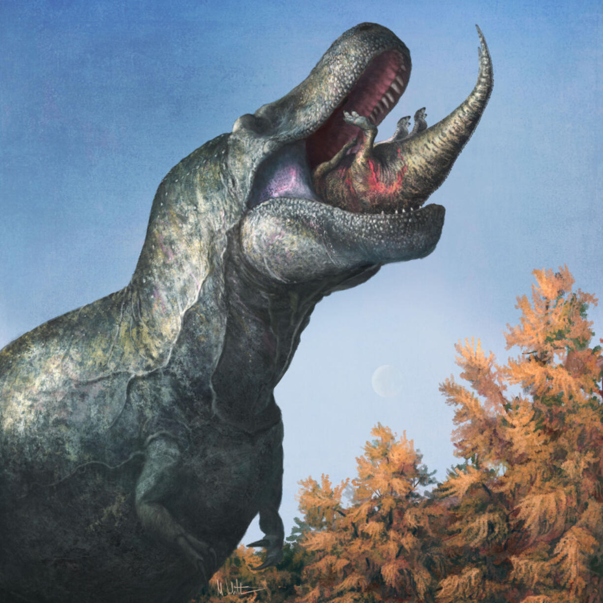 This illustration provided by Mark P. Witton in March 2023 depicts a juvenile Edmontosaurus being eaten by a Tyrannosaurus rex with a lipped mouth. The teeth on T. rex and other big theropods were likely covered by scaly lips, concludes a study published Thursday, March 30, 2023, in the journal Science. The dinosaur's teeth didn't stick out when its mouth was closed, and even in a wide open bite, you might just see the tips, the scientists found. (Mark P.