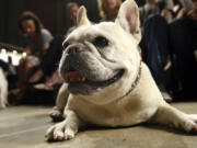 Lola, a French bulldog, lies on the floor prior to the start of a St. Francis Day service at the Cathedral of St. John the Divine in New York on Oct.