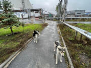 Dogs wander in the Chernobyl area of Ukraine on Oct. 3.