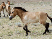 This 2011 photo shows four Przewalski's horses at the Khomiin Tal reservation in Western Mongolia. They are native to the steppes of Central Asia.