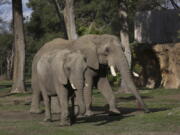 Mabhulane (Mabu), right, walks with his female companion in their open roaming area of the Fresno Chaffee Zoo in Fresno, Calif., Jan. 19, 2023. A community in the heart of California's farm belt has been drawn into a growing global debate over whether elephants should be in zoos. In recent years, some larger zoos have phased out elephant exhibits, but the Fresno Chaffee Zoo has gone in another direction, updating its Africa exhibit and collaborating with the Association of Zoos and Aquariums on breeding.