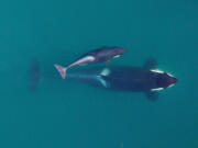 FILE - This Sept. 2015, photo provided by NOAA Fisheries shows an aerial view of adult female Southern Resident killer whale (J16) swimming with her calf (J50). New research suggests that inbreeding may be a key reason that the Pacific Northwest's endangered population of killer whales has failed to recover despite decades of conservation efforts. The so-called "southern resident" population of orcas stands at 73 whales. That's just two more than in 1971, after scores of the whales were captured for display in marine theme parks around the world.