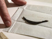 The original locks of Ludwig van Beethoven are presented at the Beethoven Haus in Bonn, Germany, that were used to sequence the genome of the world famous composer by an international team of researchers led by Cambridge University, Tuesday, March 21, 2023. Scientists have pulled Beethoven's genome from locks of his hair to look for clues about his many health problems.