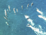 In this photo provided by the Hawaii Department of Land and Natural Resources, swimmers swim after spinner dolphins in Honanau Bay, Hawaii, March 26, 2023. Hawaii authorities say they have referred 33 people to U.S. law enforcement after the group allegedly harassed a pod of wild dolphins in waters off the Big Island.