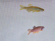 In this photo provided by researcher Rui F. Oliveira, a zebrafish, bottom, is monitored to see its reaction to a video of another at a laboratory in Oeiras, Portugal in March 2023. A study published on Thursday, March 23, 2023, in the journal Science shows that a relaxed fish can detect fear in other fish, and then become afraid itself - and that this ability is regulated by oxytocin, the same brain chemical that underlies the capacity for empathy in humans. (Rui F.