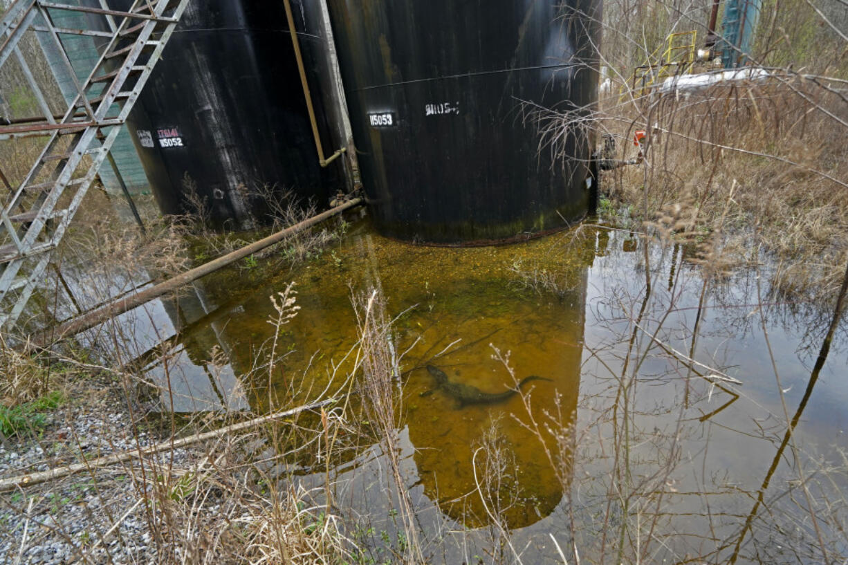 A small alligator swims in the collected water around the dilapidated infrastructure of the B-5 orphan well site in the Atchafalaya National Wildlife Refuge in Lottie, La., Thursday, Feb. 16, 2023.