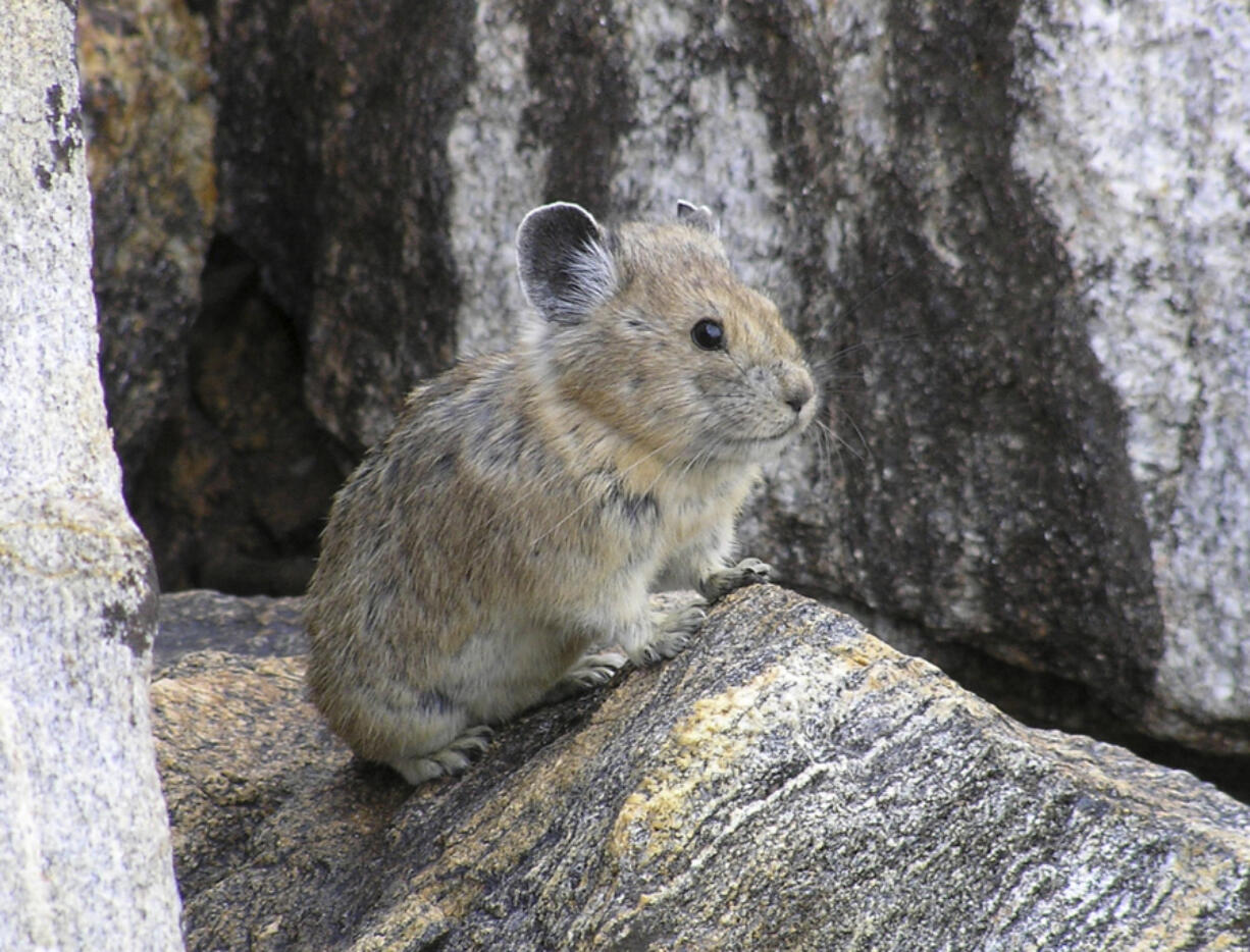 Pikas keep cool under rocks in the Columbia River Gorge.