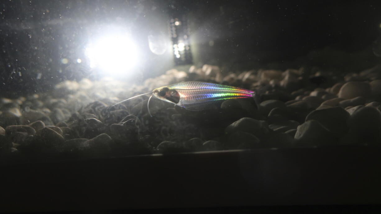 This image provided by Qibin Zhao shows ghost catfish showing iridescent colors with a backlight. The ghost catfish has a see-through body that flickers with rainbow colors when the light hits it. Now, scientists have cracked the case of how the fish creates its iridescent glow.