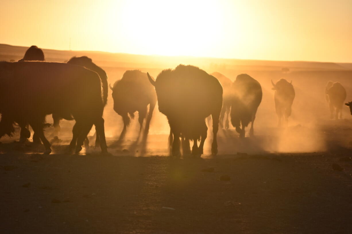 FILE - Bison awaiting transfer to Native American tribes walk in a herd inside a corral at Badlands National Park, on Oct. 13, 2022, near Wall, S.D. U.S. Interior Secretary Deb Haaland on Friday is expected to announce a secretarial order that's meant to help more tribes establish bison herds, along with $25 million in federal spending for such efforts.