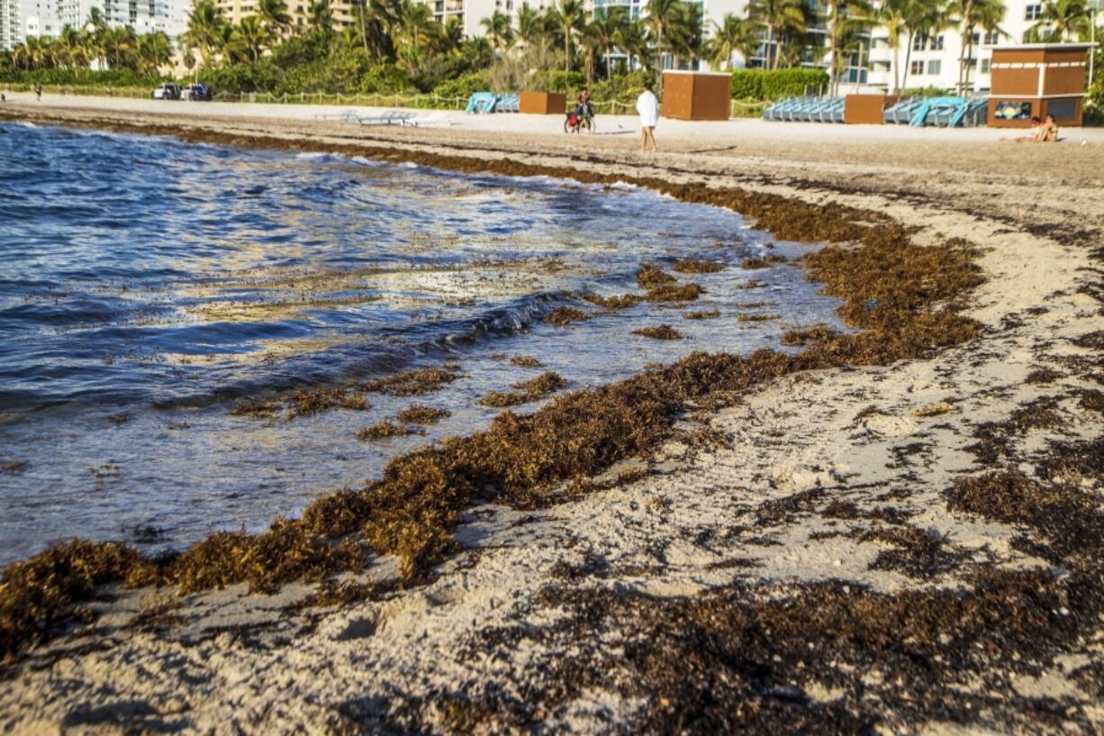 FILE - Sargassum sits on the beach in Miami Beach, Fla., Aug. 25, 2022.  On shore, sargassum is a nuisance -- carpeting beaches and releasing a pungent smell as it decays. For hotels and resorts, clearing the stuff off beaches can amount to a round-the-clock operation.