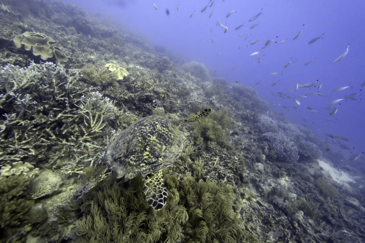 FILE - A sea turtle swims over corals on Moore Reef in Gunggandji Sea Country off the coast of Queensland in eastern Australia on Nov. 13, 2022.  For the first time, United Nations members have agreed on a unified treaty on Saturday, March 4, 2023, to protect biodiversity in the high seas -- nearly half the planet's surface.