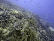 FILE - A sea turtle swims over corals on Moore Reef in Gunggandji Sea Country off the coast of Queensland in eastern Australia on Nov. 13, 2022.  For the first time, United Nations members have agreed on a unified treaty on Saturday, March 4, 2023, to protect biodiversity in the high seas -- nearly half the planet's surface.