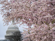 Cherry trees in full bloom frame the Capitol in Washington on Monday. (J.