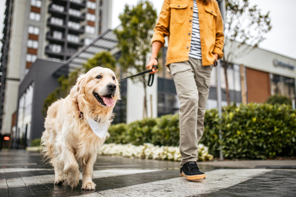 The golden retriever knocked the Labrador retriever out of its top spot in Seattle, and “it’s no surprise,” said AKC executive secretary Gina DiNardo.