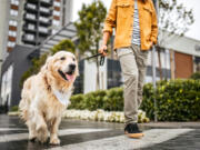 The golden retriever knocked the Labrador retriever out of its top spot in Seattle, and “it’s no surprise,” said AKC executive secretary Gina DiNardo.