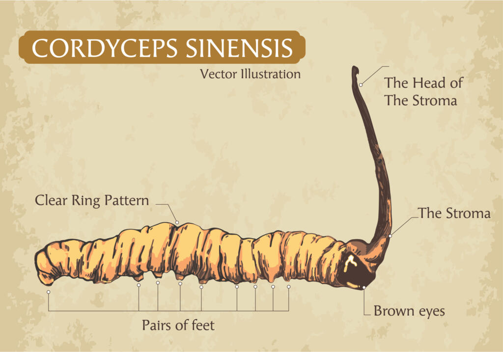 Cordyceps Sinensis or mushroom cordyceps (iStock.com)