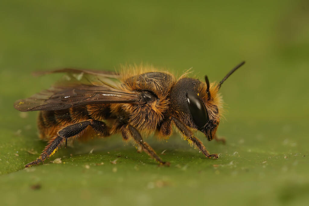 A macro shot of a mason bee (Osmia niveata) on a green leaf.