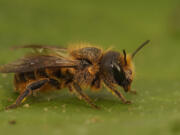 A macro shot of a mason bee (Osmia niveata) on a green leaf.