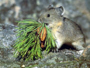 Pikas prefer the Oregon side of the Columbia River Gorge.