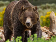 A grizzly bear on the move in Yellowstone National Park.