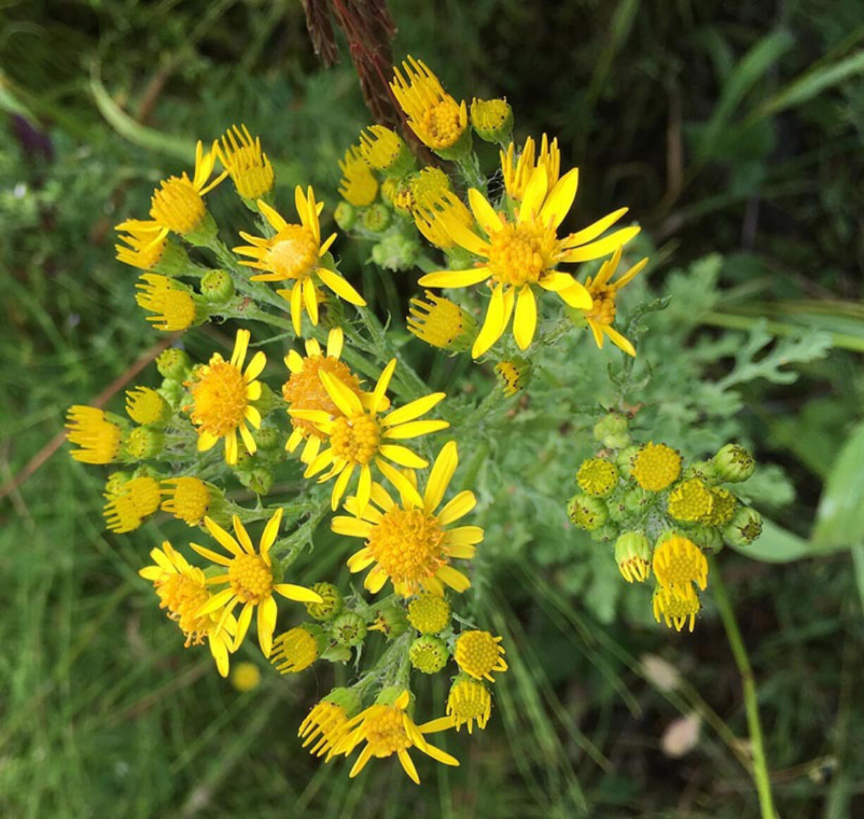 Tansy ragwort is toxic and a threat to livestock and agriculture.