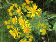 Tansy ragwort is toxic and a threat to livestock and agriculture.