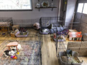 Currently 10 rabbits reside at Valerie Bertsch's rabbit caf?(C), including Rory and Charlotte, in the center.