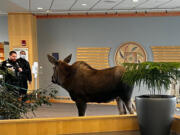 A moose made its way into Providence Health Park early Thursday afternoon in Anchorage, Alaska.