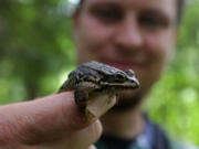 David Reavill, a Central Washington University biology graduate student, monitors amphibians, like this Cascades frog, which was tagged in 2015 near Interstate 90 at Cabin Creek.