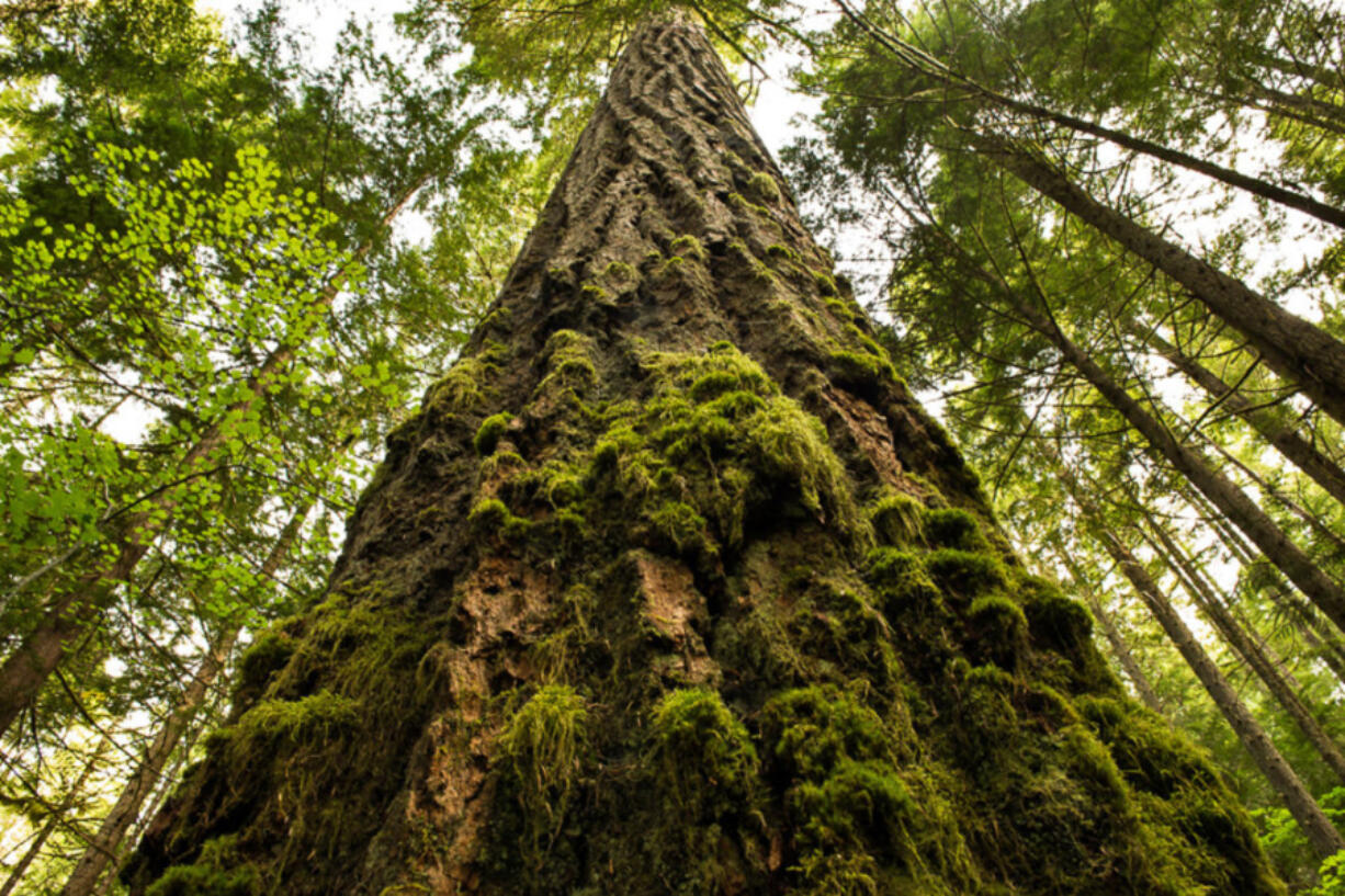 Ripe old age: Douglas fir in Oregon.