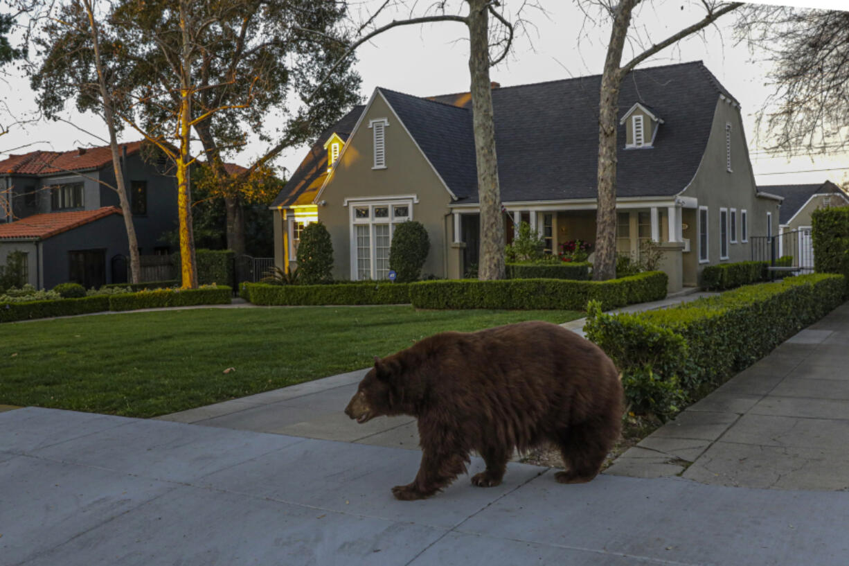 A bear walks on Highland Place in Monrovia in February 2020.