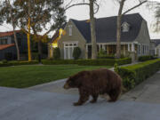 A bear walks on Highland Place in Monrovia in February 2020.