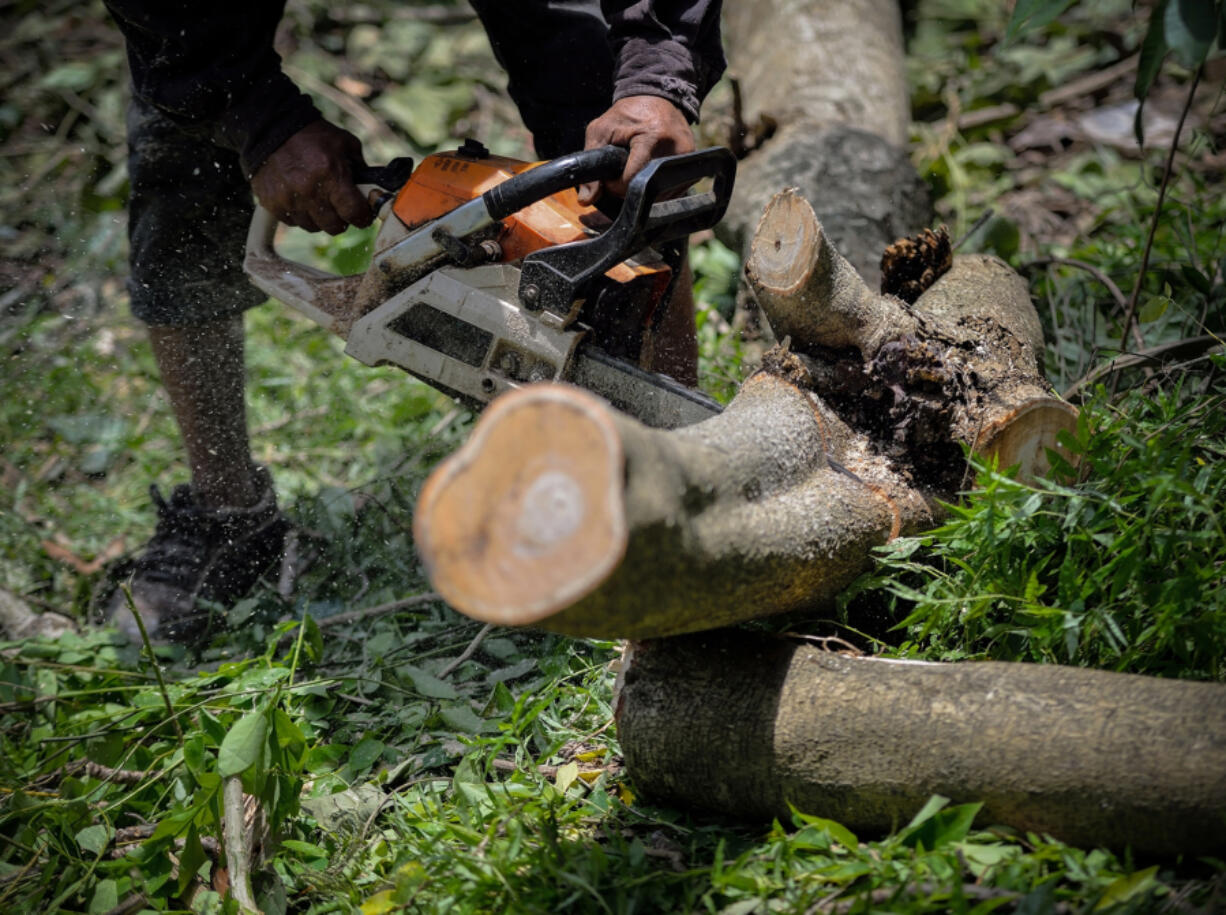 Tree removal can be dangerous, best left to the professionals.