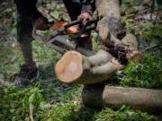 Tree removal can be dangerous, best left to the professionals.