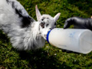 Pickles, a new baby goat at the Wildlife Safari, drinks from a bottle on Tuesday at the Safari Villiage in Winston, Ore.