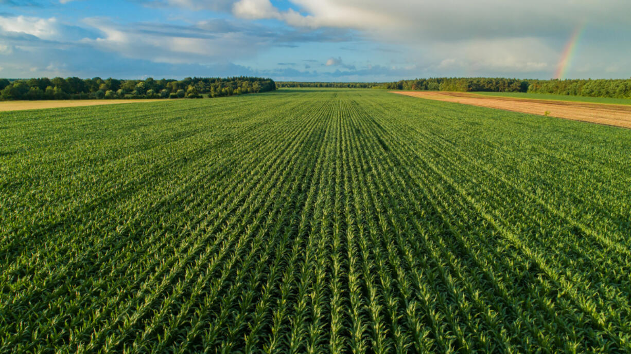 Drones are designed by local startup Precision AI to spot, identify and kill the weeds without drenching the entire crop in chemicals.