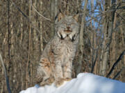 A Canada lynx sits watchfully in the snow.