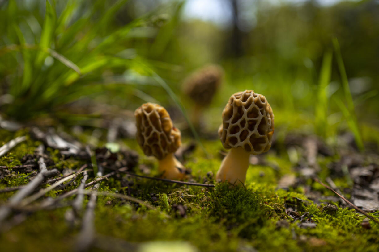 Morchella conica is an old binomial name previously applied to species of fungi in the family Morchellaceae. It is one of three scientific names that had been commonly used to describe black morels, the others being M. angusticeps and M. elata.