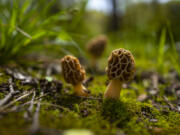 Morchella conica is an old binomial name previously applied to species of fungi in the family Morchellaceae. It is one of three scientific names that had been commonly used to describe black morels, the others being M. angusticeps and M. elata.