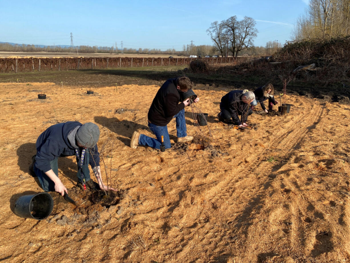 On March 17, Firestone Pacific Foods employees established a hedgerow designed to create habitat and a multiseason supply of food for native pollinators and beneficial insects at the company's farm on Northwest Fruit Valley Road in the Vancouver Lake Lowlands.