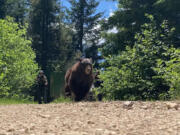 A bear caught on a residential lawn in the Gorge was transported miles away, released and hazed with loud noise and rubber buckshot -- an attempt to scare it away from humans permanently -- in remote, rural Snowden.