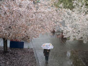 A pedestrian takes shelter from the rain while walking under a canopy of delicate blossoms during the Sakura Festival at Clark College on Thursday afternoon.