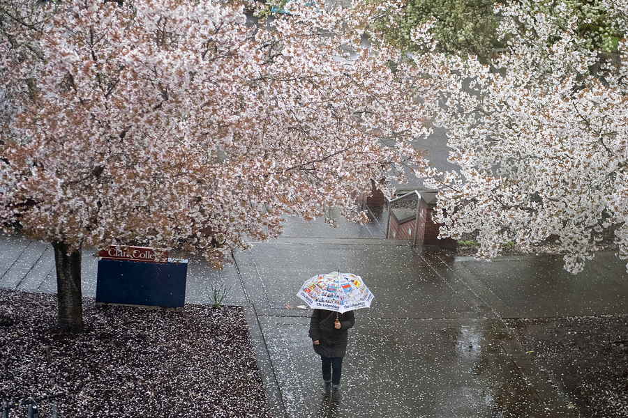 A pedestrian takes shelter from the rain while walking under a canopy of delicate blossoms during the Sakura Festival at Clark College on Thursday afternoon.