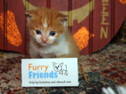 Furry Friends raised $12,000 during its annual spring auction to support adorable cats like Shakespeare, pictured here.