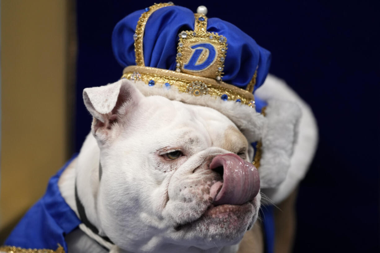 Patch, owned by Jennifer Hinton, of Fort Dodge, Iowa, sits on the throne after being crowned the winner of the 44th annual Drake Relays Beautiful Bulldog Contest on Monday in Des Moines, Iowa.