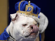 Patch, owned by Jennifer Hinton, of Fort Dodge, Iowa, sits on the throne after being crowned the winner of the 44th annual Drake Relays Beautiful Bulldog Contest on Monday in Des Moines, Iowa.