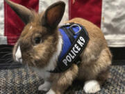 Yuba City, Calif., police "wellness officer" Percy is a rabbit who was rescued in 2022.