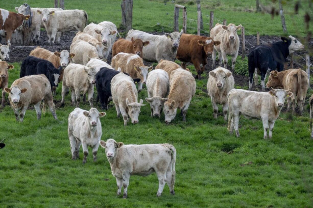 FILE - Cows stand on a meadow in Wehrheim near Frankfurt, Germany, Nov. 4, 2022. Rising methane levels in the atmosphere in 2022 again played a big part in an overall increase in the greenhouse gases that cause climate change, according to the the National Oceanic and Atmospheric Administration.