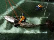 FILE -Trainer Jeff Foster tries to coax Keiko, star of the movie "Free Willy," out of his cradle and into a pen at Heimaey, Iceland, on Sept. 10, 1998. An ambitious plan announced last week to return a killer whale, held captive for more than a half-century, to her home waters in Washington's Puget Sound thrilled those who have long advocated for her to be freed from her tank at the Miami Seaquarium. But it also called to mind the release of Keiko, who failed to adapt to the wild after being returned to his native Iceland and died five years later.