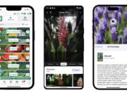 Gardening apps, from left, the Seed to Spoon mobile gardening app by Park Seed, from left, the Google Lens app that has image-recognition technology to identify plants, and Apple's AI-powered Visual Look Up feature to identify flowers.